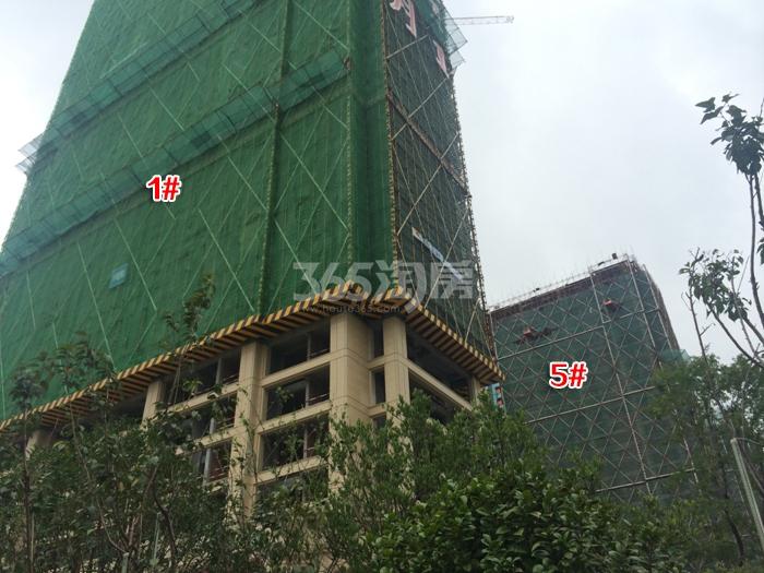 绿城九龙仓钱塘明月1、5号楼施工进度 2015年8月摄 